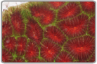 Red Eye Favia Brain Coral